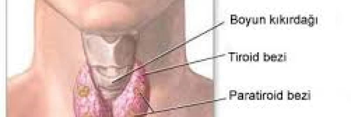 Guatr - tiroid bezi hastalığı