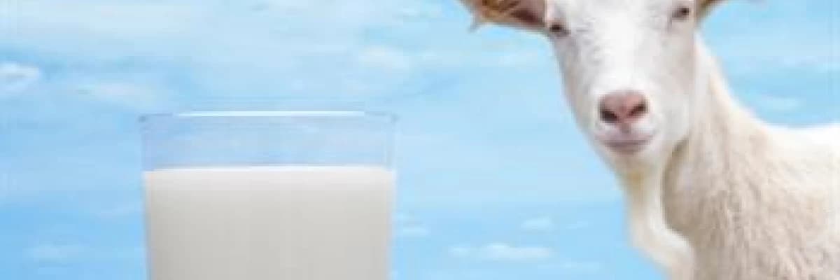 Keçi Sütü Anne Sütü Kadar Yararlı