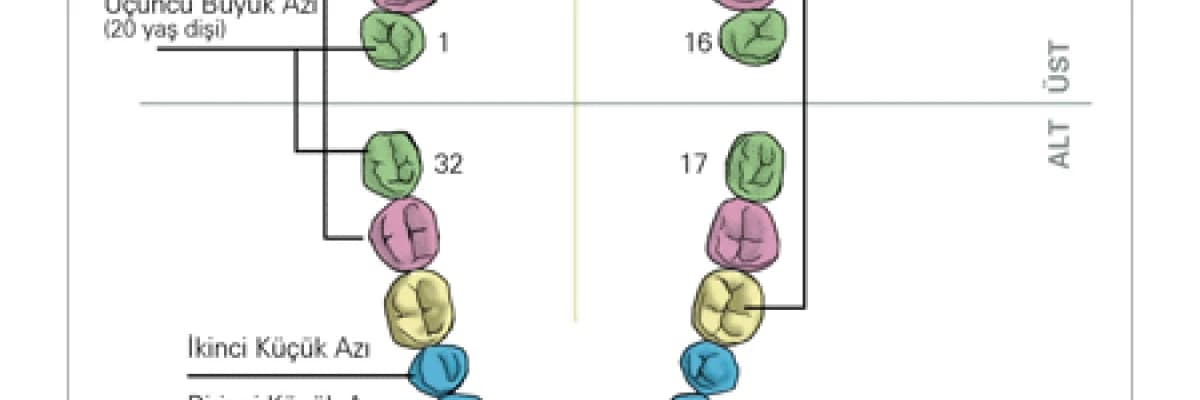 KALICI DİŞ NEDİR?