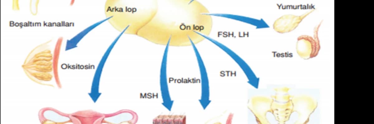 AMENORE- Adet kanamalarının hiç başlamaması veya sonradan gecikmesi ne anlama gelir, nasıl yönetilir?