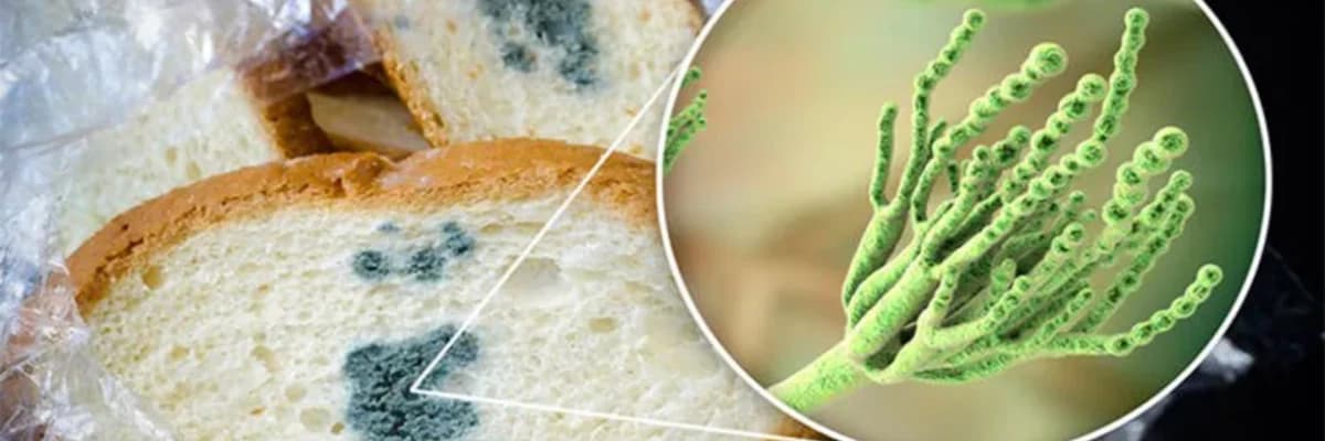 Küflü Gıdanın Kalan Kısmı Yenir Mi?