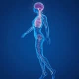 Vagus Siniri: Psikofizyolojik Düzenlemede Anahtar Bir Yapı