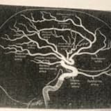 Uzm. Dr. Nihal Yıldız Profil Fotoğrafı